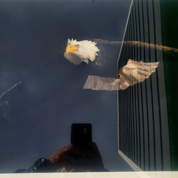 Thomas D. Mangelsen Out Of Darkness Bald Eagle Signed Framed Print Art 34"x28" - Picture 4 of 16